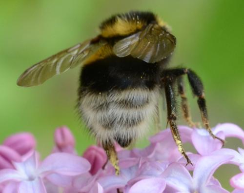Réf. 300 713 : Bombus hortorum